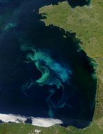 Proliferación de fitoplancton en el golfo de Vizcaya