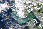Proliferación de fitoplancton en el Estrecho de Skagerrak se intensifica